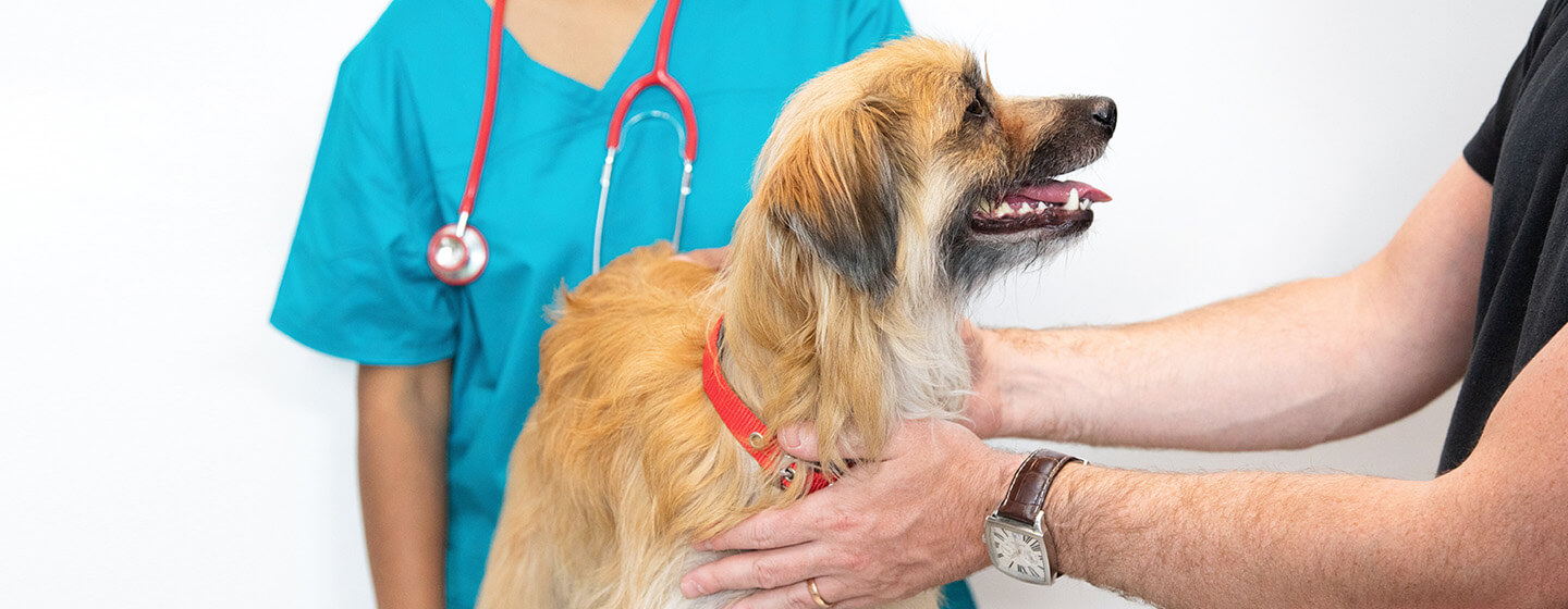 How Much Does A Vet Visit Cost For A Sick Dog